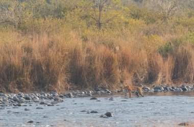 Dhikala Bölgesi, Nainital, Pauri Garhwal Uttarakhand, Hindistan 'daki Ram Ganga Nehri yakınlarındaki Jim Corbett Milli Parkı' nda Royal Walk of Bengal Tigress.