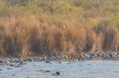 Dhikala Bölgesi, Nainital, Pauri Garhwal Uttarakhand, Hindistan 'daki Ram Ganga Nehri yakınlarındaki Jim Corbett Milli Parkı' nda Royal Walk of Bengal Tigress.