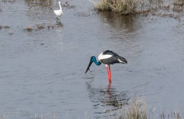 Black-necked stork fishing at Ram Ganga River at Dhikala Zone, Nainital, Pauri Garhwal Uttarakhand, India clipart