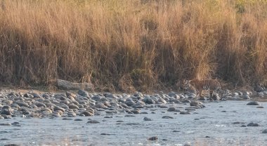 Dhikala Bölgesi, Nainital, Pauri Garhwal Uttarakhand, Hindistan 'daki Ram Ganga Nehri yakınlarındaki Jim Corbett Milli Parkı' nda Royal Walk of Bengal Tigress.