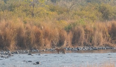 Dhikala Bölgesi, Nainital, Pauri Garhwal Uttarakhand, Hindistan 'daki Ram Ganga Nehri yakınlarındaki Jim Corbett Milli Parkı' nda Royal Walk of Bengal Tigress.