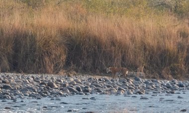 Dhikala Bölgesi, Nainital, Pauri Garhwal Uttarakhand, Hindistan 'daki Ram Ganga Nehri yakınlarındaki Jim Corbett Milli Parkı' nda Royal Walk of Bengal Tigress.