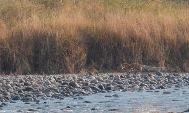 Dhikala Bölgesi, Nainital, Pauri Garhwal Uttarakhand, Hindistan 'daki Ram Ganga Nehri yakınlarındaki Jim Corbett Milli Parkı' nda Royal Walk of Bengal Tigress.