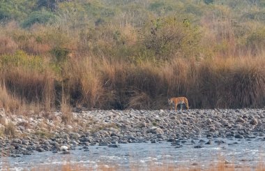 Dhikala Bölgesi, Nainital, Pauri Garhwal Uttarakhand, Hindistan 'daki Ram Ganga Nehri yakınlarındaki Jim Corbett Milli Parkı' nda Royal Walk of Bengal Tigress.