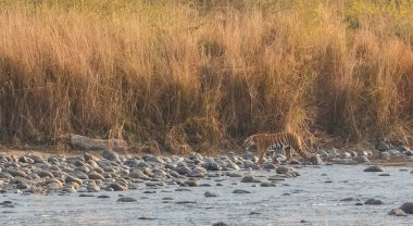 Dhikala Bölgesi, Nainital, Pauri Garhwal Uttarakhand, Hindistan 'daki Ram Ganga Nehri yakınlarındaki Jim Corbett Milli Parkı' nda Royal Walk of Bengal Tigress.
