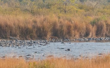 Dhikala Bölgesi, Nainital, Pauri Garhwal Uttarakhand, Hindistan 'daki Ram Ganga Nehri yakınlarındaki Jim Corbett Milli Parkı' nda Royal Walk of Bengal Tigress.