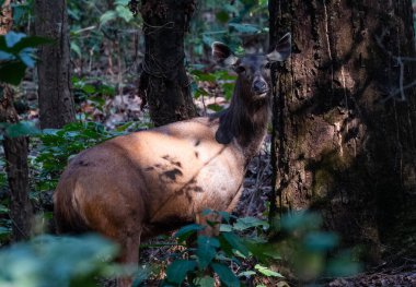 Sambhar Geyiği Jim Corbett Ulusal Parkı, Nainital, Pauri Garhwal Uttarakhand, Hindistan