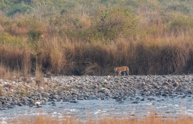 Dhikala Bölgesi, Nainital, Pauri Garhwal Uttarakhand, Hindistan 'daki Ram Ganga Nehri yakınlarındaki Jim Corbett Milli Parkı' nda Royal Walk of Bengal Tigress.