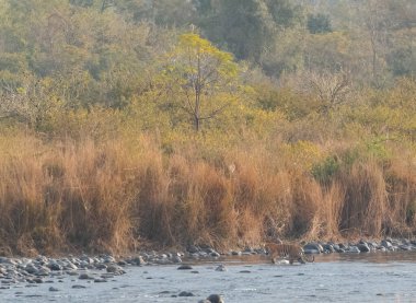 Dhikala Bölgesi, Nainital, Pauri Garhwal Uttarakhand, Hindistan 'daki Ram Ganga Nehri yakınlarındaki Jim Corbett Milli Parkı' nda Royal Walk of Bengal Tigress.