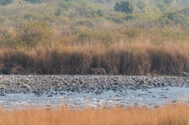 Dhikala Bölgesi, Nainital, Pauri Garhwal Uttarakhand, Hindistan 'daki Ram Ganga Nehri yakınlarındaki Jim Corbett Milli Parkı' nda Royal Walk of Bengal Tigress.