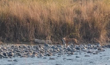Dhikala Bölgesi, Nainital, Pauri Garhwal Uttarakhand, Hindistan 'daki Ram Ganga Nehri yakınlarındaki Jim Corbett Milli Parkı' nda Royal Walk of Bengal Tigress.