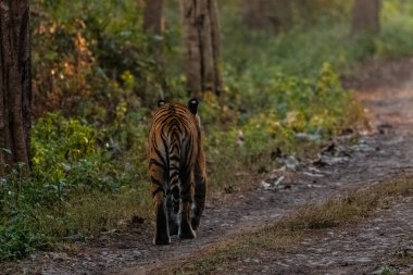 Dhikala Bölgesi, Nainital, Pauri Garhwal Uttarakhand, Hindistan 'daki Jim Corbett Ulusal Parkı ormanında yürüyen Kraliyet Bengal Kaplanı.