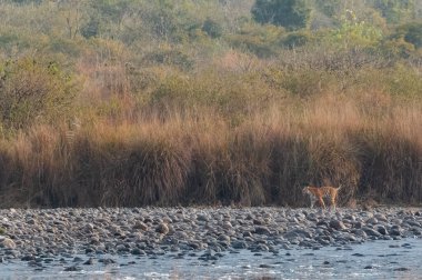 Dhikala Bölgesi, Nainital, Pauri Garhwal Uttarakhand, Hindistan 'daki Ram Ganga Nehri yakınlarındaki Jim Corbett Milli Parkı' nda Royal Walk of Bengal Tigress.