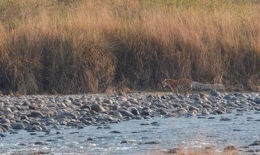 Dhikala Bölgesi, Nainital, Pauri Garhwal Uttarakhand, Hindistan 'daki Ram Ganga Nehri yakınlarındaki Jim Corbett Milli Parkı' nda Royal Walk of Bengal Tigress.