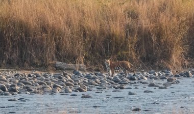 Dhikala Bölgesi, Nainital, Pauri Garhwal Uttarakhand, Hindistan 'daki Ram Ganga Nehri yakınlarındaki Jim Corbett Milli Parkı' nda Royal Walk of Bengal Tigress.
