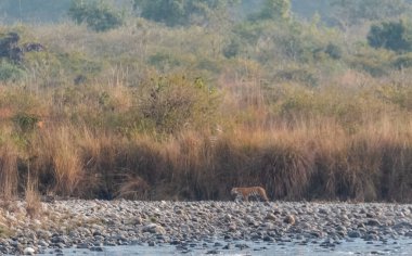Dhikala Bölgesi, Nainital, Pauri Garhwal Uttarakhand, Hindistan 'daki Ram Ganga Nehri yakınlarındaki Jim Corbett Milli Parkı' nda Royal Walk of Bengal Tigress.