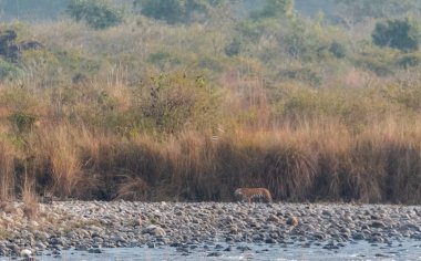 Dhikala Bölgesi, Nainital, Pauri Garhwal Uttarakhand, Hindistan 'daki Ram Ganga Nehri yakınlarındaki Jim Corbett Milli Parkı' nda Royal Walk of Bengal Tigress.