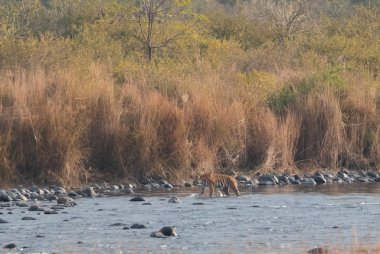 Dhikala Bölgesi, Nainital, Pauri Garhwal Uttarakhand, Hindistan 'daki Ram Ganga Nehri yakınlarındaki Jim Corbett Milli Parkı' nda Royal Walk of Bengal Tigress.