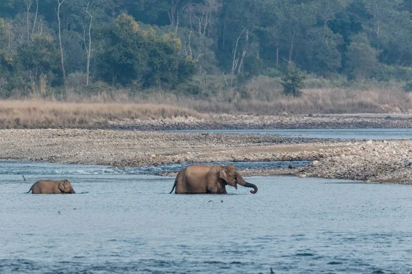 Elefante Asiático Fêmea Com Filhote Cruzando Rio Ram Ganga Parque — Fotos gratuitas