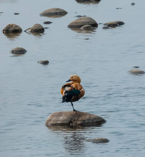 Ruddy Shelduck Sedí Kamenů Vodě Řeky Národním Parku Jim Corbett — Stock fotografie zdarma