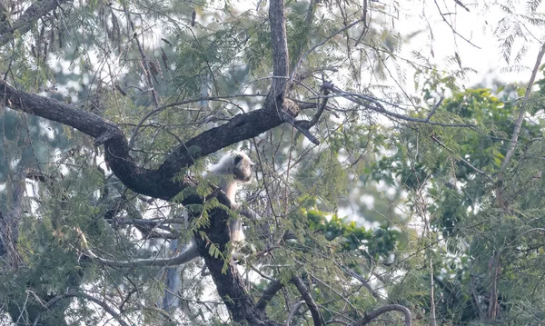 Hanuman Langur Monkey Tree Jim Corbett National Park Nainital Pauri — 图库照片