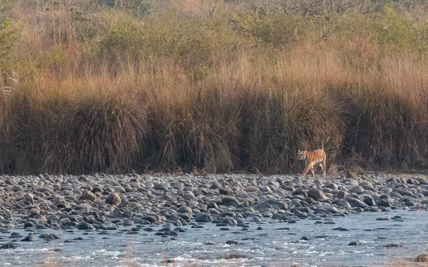 Royal walk of Royal Bengal Tigress at Jim Corbett National Park near Ram Ganga River at Dhikala Zone, Nainital, Pauri Garhwal Uttarakhand, India
