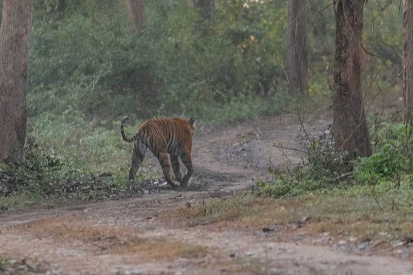 Tygrysica Bengalska Lesie Parku Narodowego Jim Corbett Strefie Dhikala Nainital — Zdjęcie stockowe