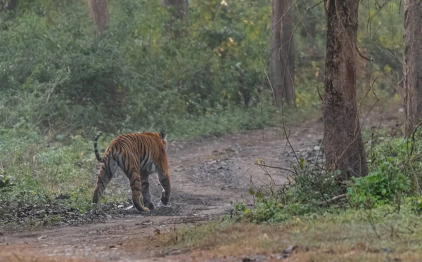 Bengálská Tygřice Lese Jim Corbett Dhikala Zone Nainital Pauri Garhwal — Stock fotografie