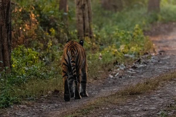 Royal Bengal Tigress Promenader Jim Corbett National Park Skogen Vid — Stockfoto
