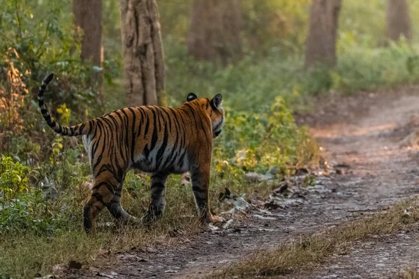 Tigresa Bengala Real Caminando Bosque Del Parque Nacional Jim Corbett —  Fotos de Stock