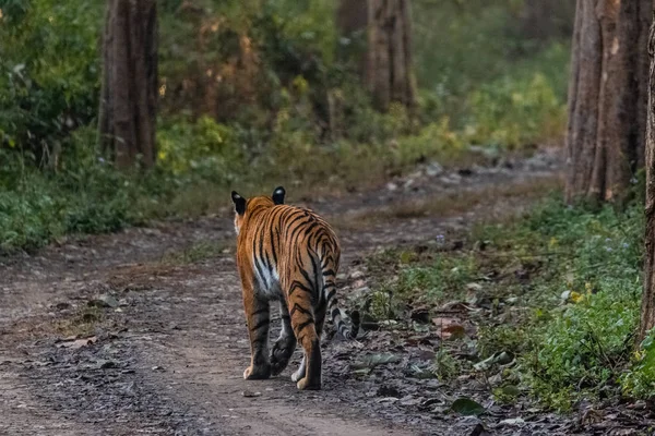 Tigresse Royale Bengale Marchant Dans Forêt Parc National Jim Corbett — Photo