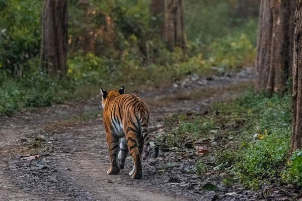 Royal Bengal Tigress Promenader Jim Corbett National Park Skogen Vid — Stockfoto