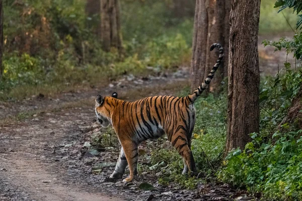 코베트 공원의 자리잡고 호랑이 인도의 디얄라 지역에 우리가 — 스톡 사진