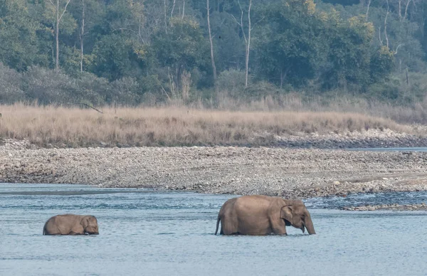 Žena Asijského Slona Mládětem Přes Řeku Ram Ganga Národním Parku — Stock fotografie