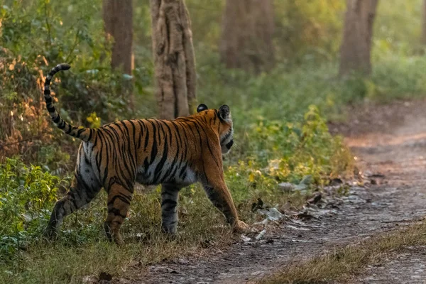 Tigresa Bengala Real Caminando Bosque Del Parque Nacional Jim Corbett —  Fotos de Stock