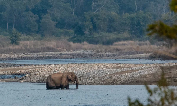 Asijský Slon Přes Ram Ganga River Národním Parku Jim Corbett — Stock fotografie