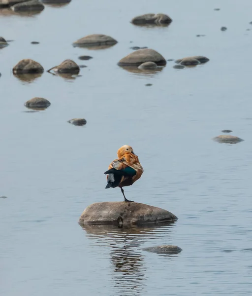 Ruddy Shelduck Sedí Kamenů Vodě Řeky Národním Parku Jim Corbett — Stock fotografie