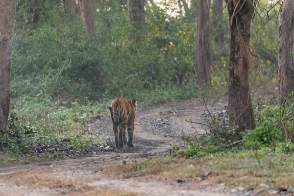 Τίγρης Της Βεγγάλης Στο Δάσος Jim Corbett National Park Στη — Φωτογραφία Αρχείου