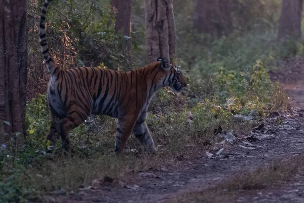 Tigresa Bengala Real Caminando Bosque Del Parque Nacional Jim Corbett — Foto de Stock
