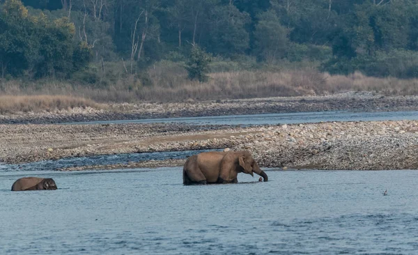 Žena Asijského Slona Mládětem Přes Řeku Ram Ganga Národním Parku — Stock fotografie
