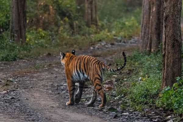 Tigre Branco Na Floresta. Cena Da Vida Selvagem. 3d Rendering. Imagem e  Fotografia Gratuitas 200023970.