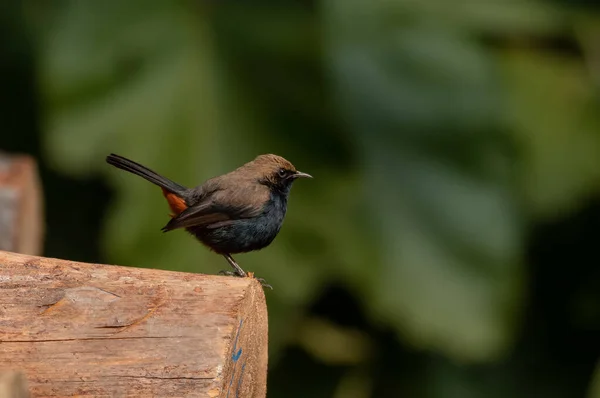 Little black flycatcher bird on logs in Jim Corbett National Park, Nainital, Pauri Garhwal Uttarakhand, India