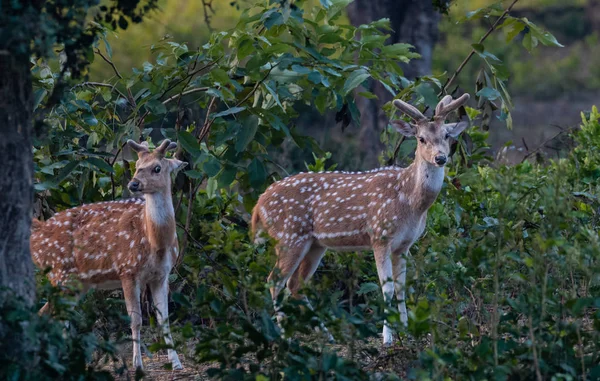 Veado Floresta Parque Nacional Jim Corbett Nainital Pauri Garhwal Uttarakhand — Fotografia de Stock