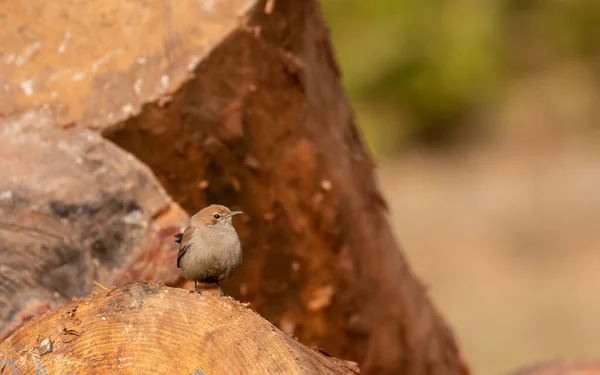 Burung Kecil Bertengger Jim Corbett National Park Nainital Pauri Garhwal — Stok Foto