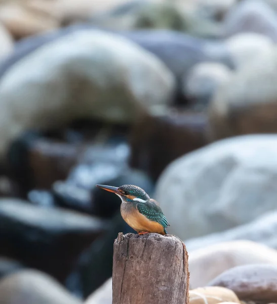 Pasăre Kingfisher Coasta Lemn Râu Parcul Național Jim Corbett Nainital — Fotografie, imagine de stoc