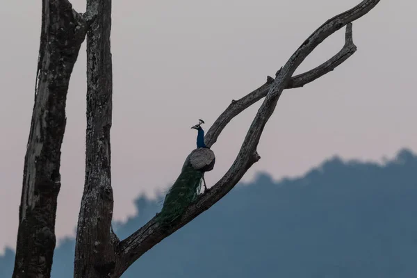 Peafowl Indio Sentado Percha Del Árbol Temprano Mañana Parque Nacional —  Fotos de Stock