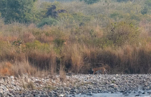 Royal walk of Royal Bengal Tigress at Jim Corbett National Park