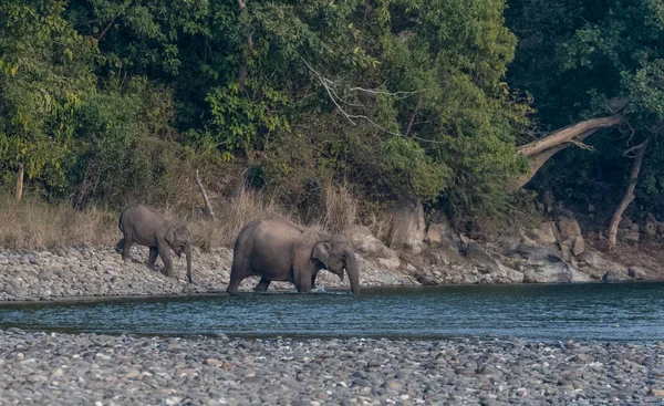 Female Asian Elephant Cub Crossing Ram Ganga River Jim Corbett — Stock Photo, Image