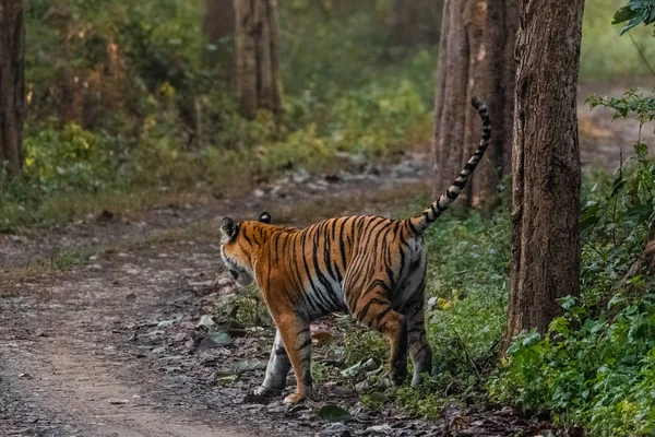 Bengalisk Tigrinna Vid Jim Corbetts Nationalparksskog Dhikala Zone Nainital Pauri — Stockfoto