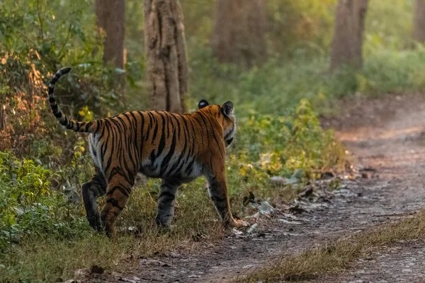 Tigresa Bengala Real Caminando Bosque Del Parque Nacional Jim Corbett —  Fotos de Stock